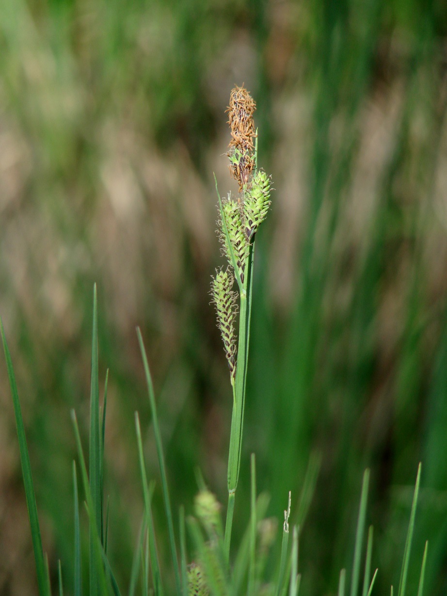 Изображение особи Carex cespitosa.