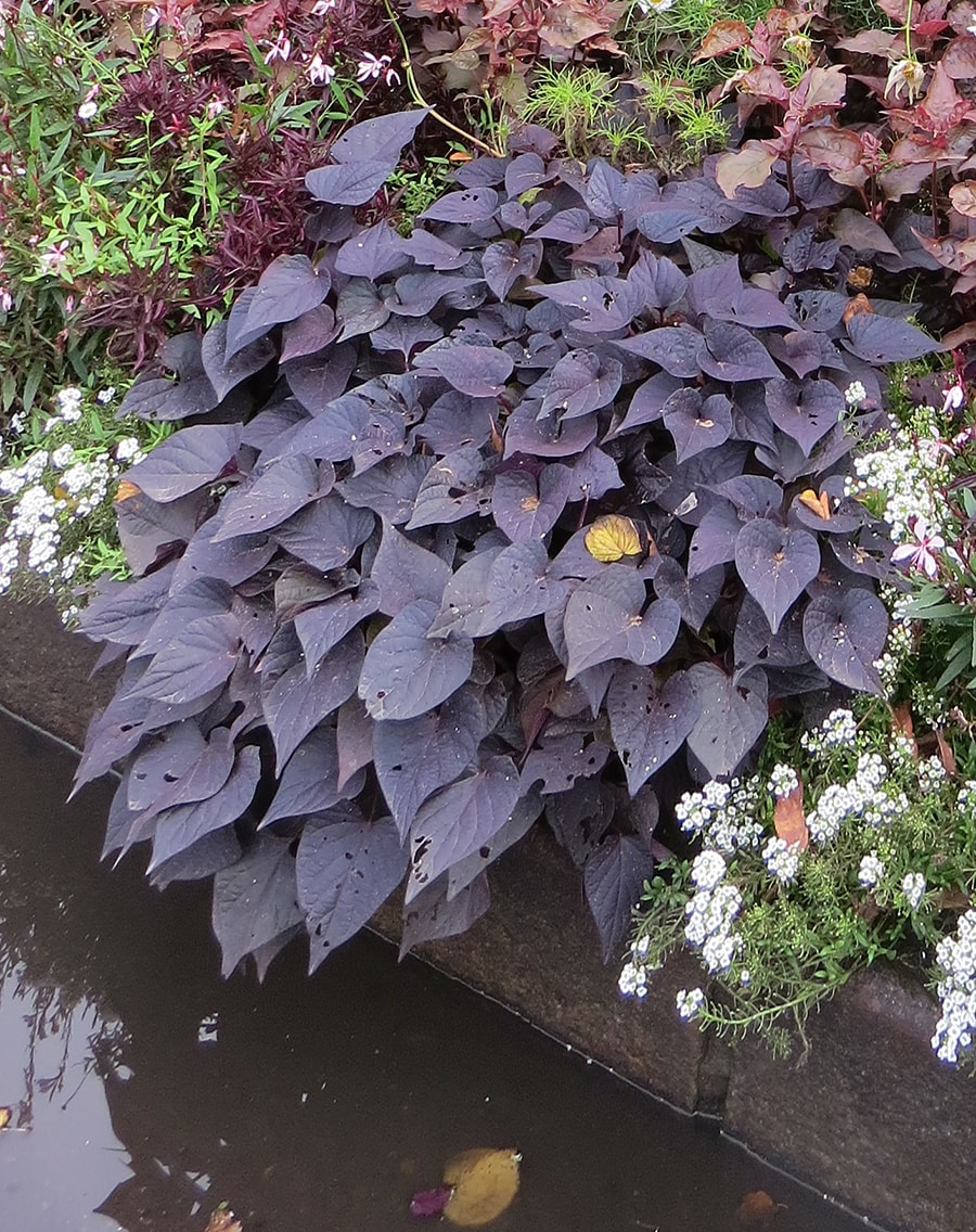 Image of Ipomoea batatas specimen.