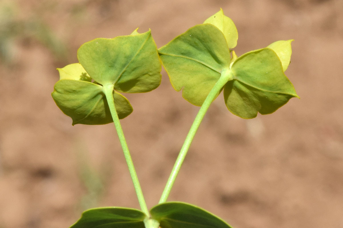 Изображение особи Euphorbia jaxartica.