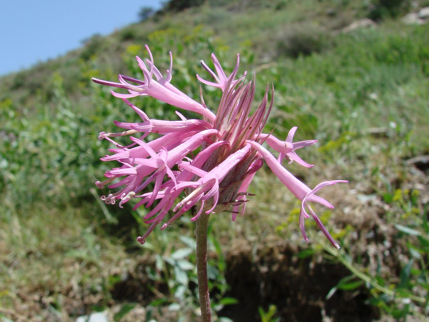 Image of Jurinea trautvetteriana specimen.