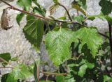 Betula pubescens. Часть ветви с поражёнными листьями. Кабардино-Балкария, Эльбрусский р-н, долина р. Ирикчат, ок. 2650 м н.у.м., близ р. Ирикчат. 07.07.2020.