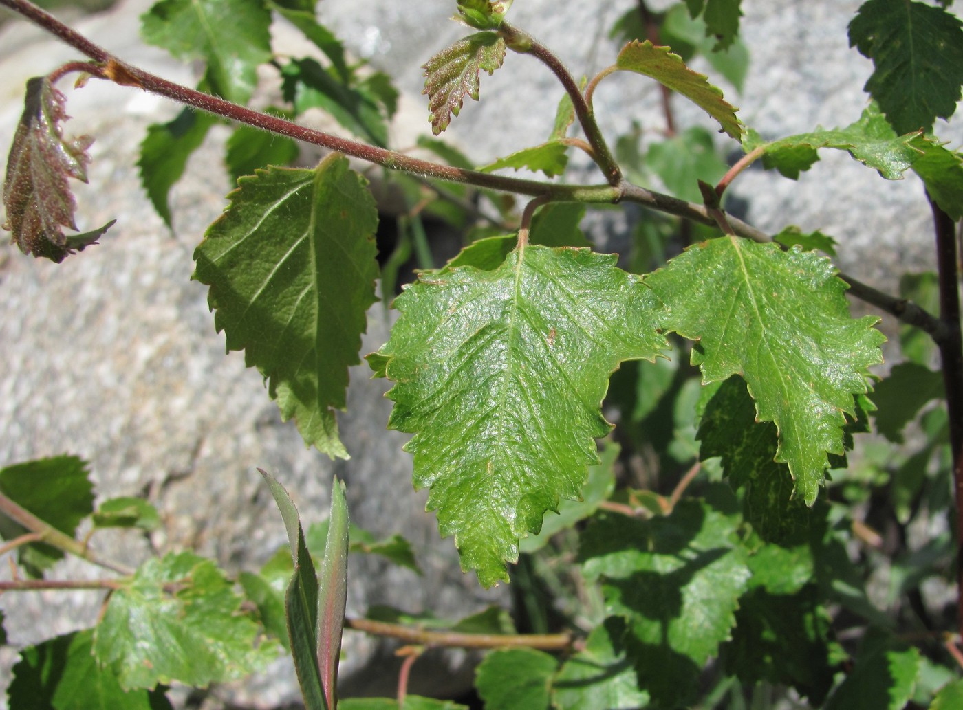 Image of Betula pubescens specimen.