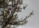 genus Fraxinus. Ветви отцветающего дерева. Израиль, г. Цфат, в городском озеленении. 02.03.2020.