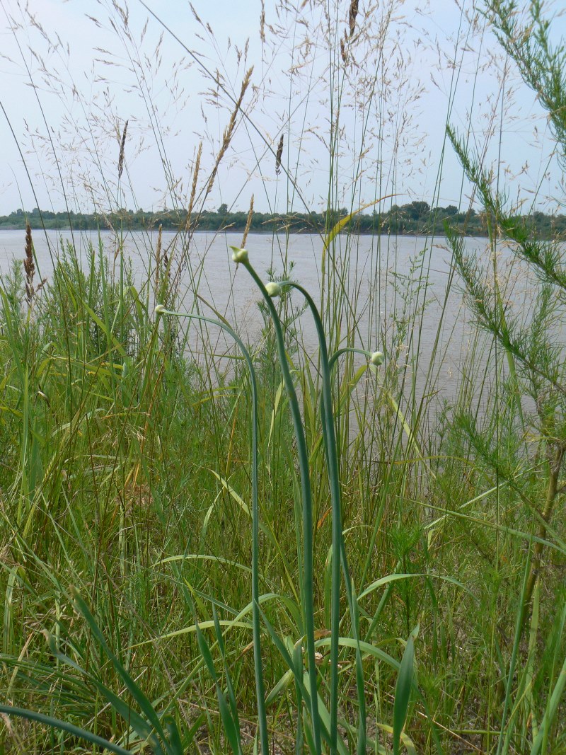 Image of Allium nutans specimen.