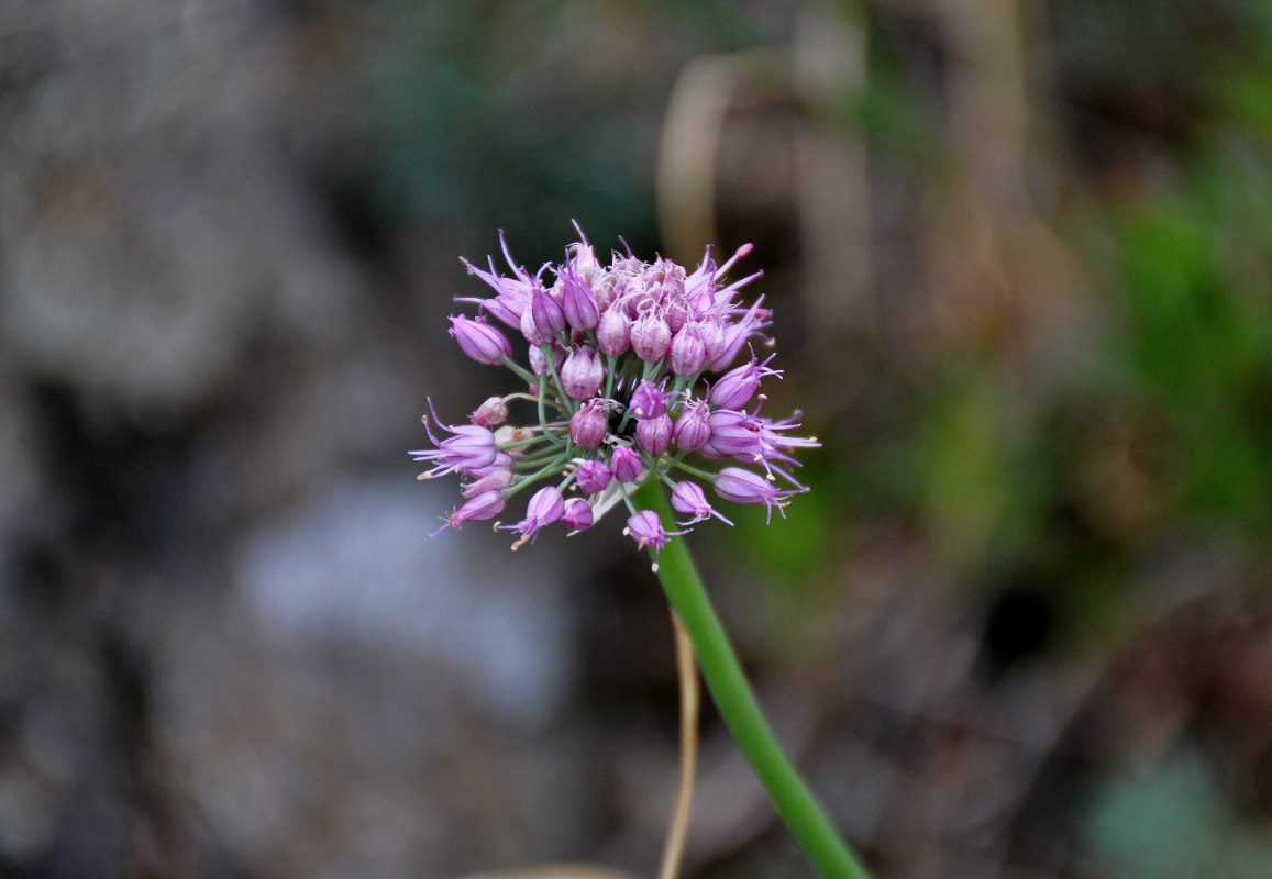 Image of genus Allium specimen.