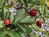 Rosa canina