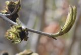 Parrotia persica. Верхушка ветви с соцветием и молодыми листочками. Испания, автономное сообщество Каталония, провинция Жирона, комарка Баш-Эмпорда, муниципалитет Палафружель, ботанический сад \"Кап-Роч\". 28.02.2021.