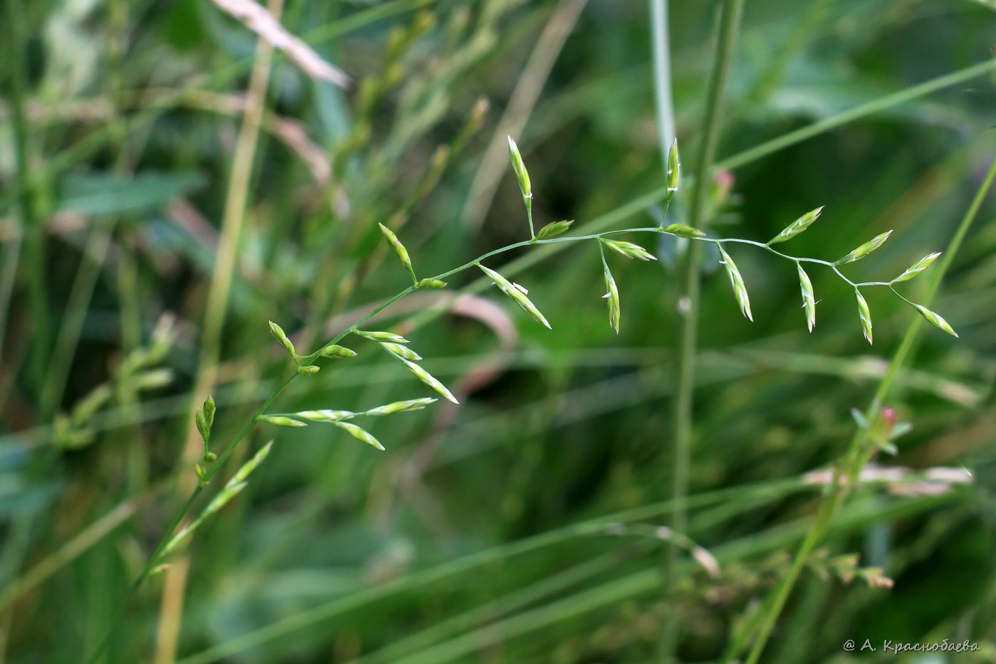 Image of genus Festuca specimen.