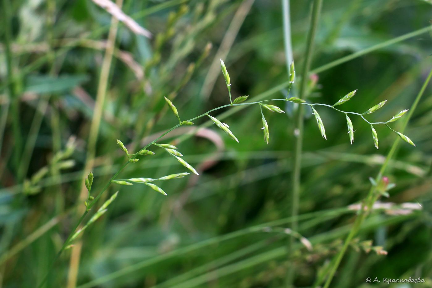 Изображение особи род Festuca.