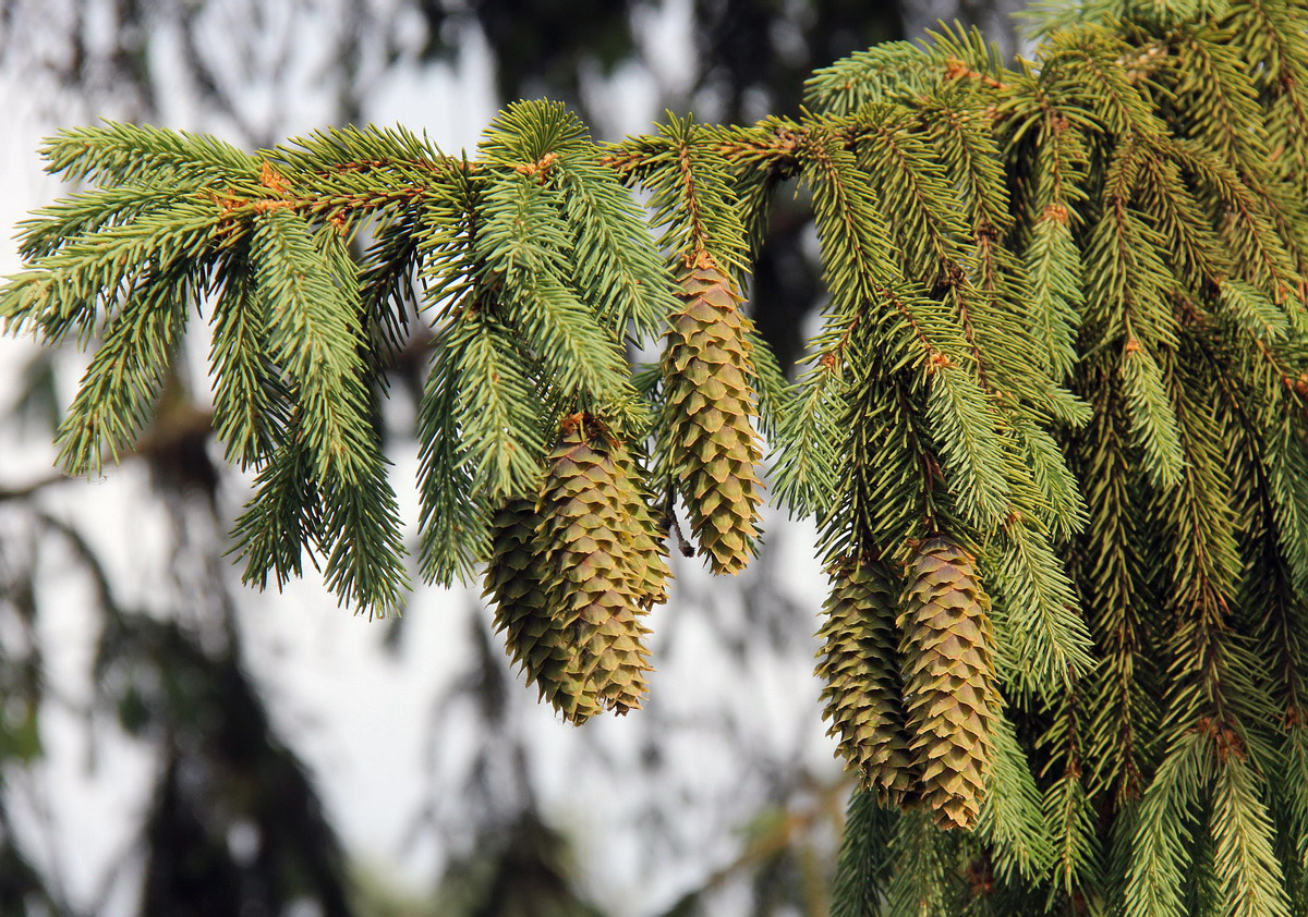 Image of Picea pungens specimen.