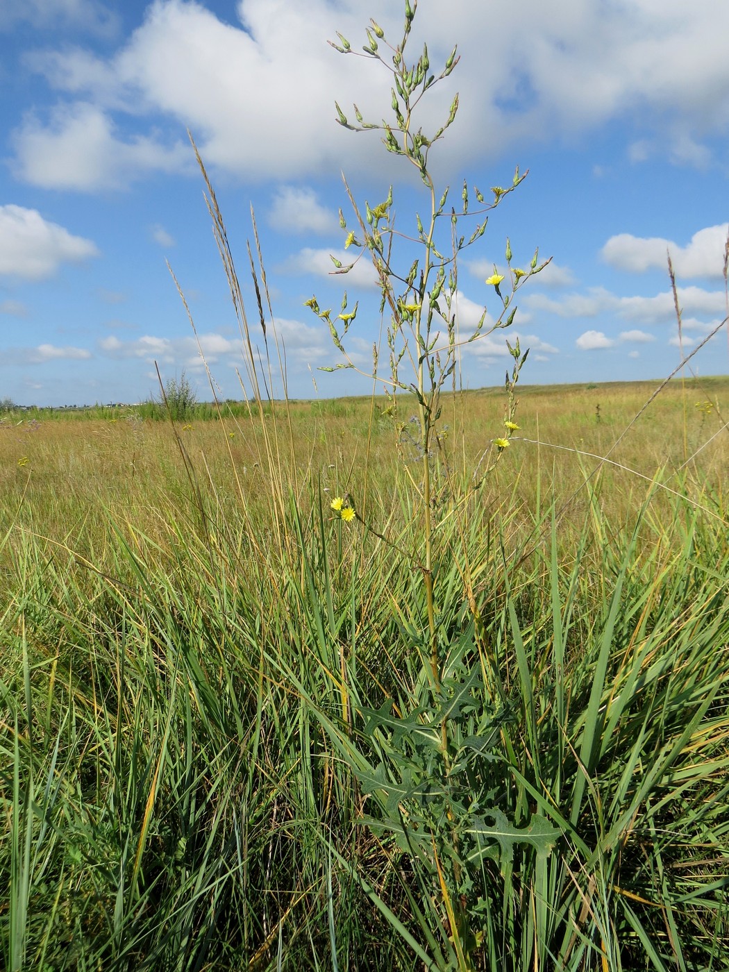 Image of Lactuca serriola specimen.