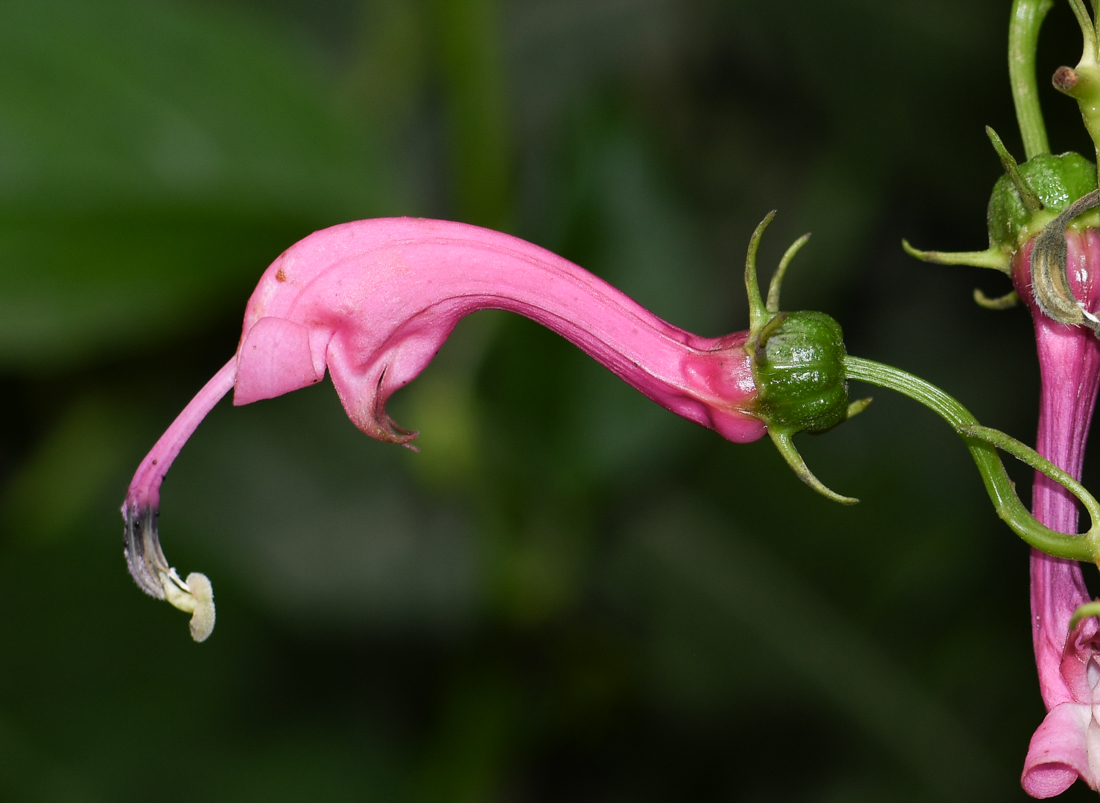 Image of Centropogon urubambae specimen.