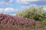 Amygdalus nana. Аспект цветущего миндаля на фоне цветущей Prunus stepposa. Окраина г. Донецк, склон степной балки. 04.05.2021.