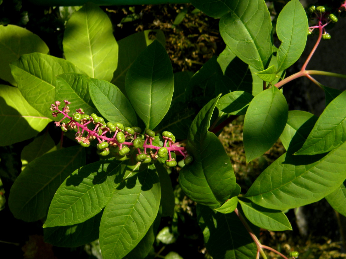 Image of Phytolacca americana specimen.