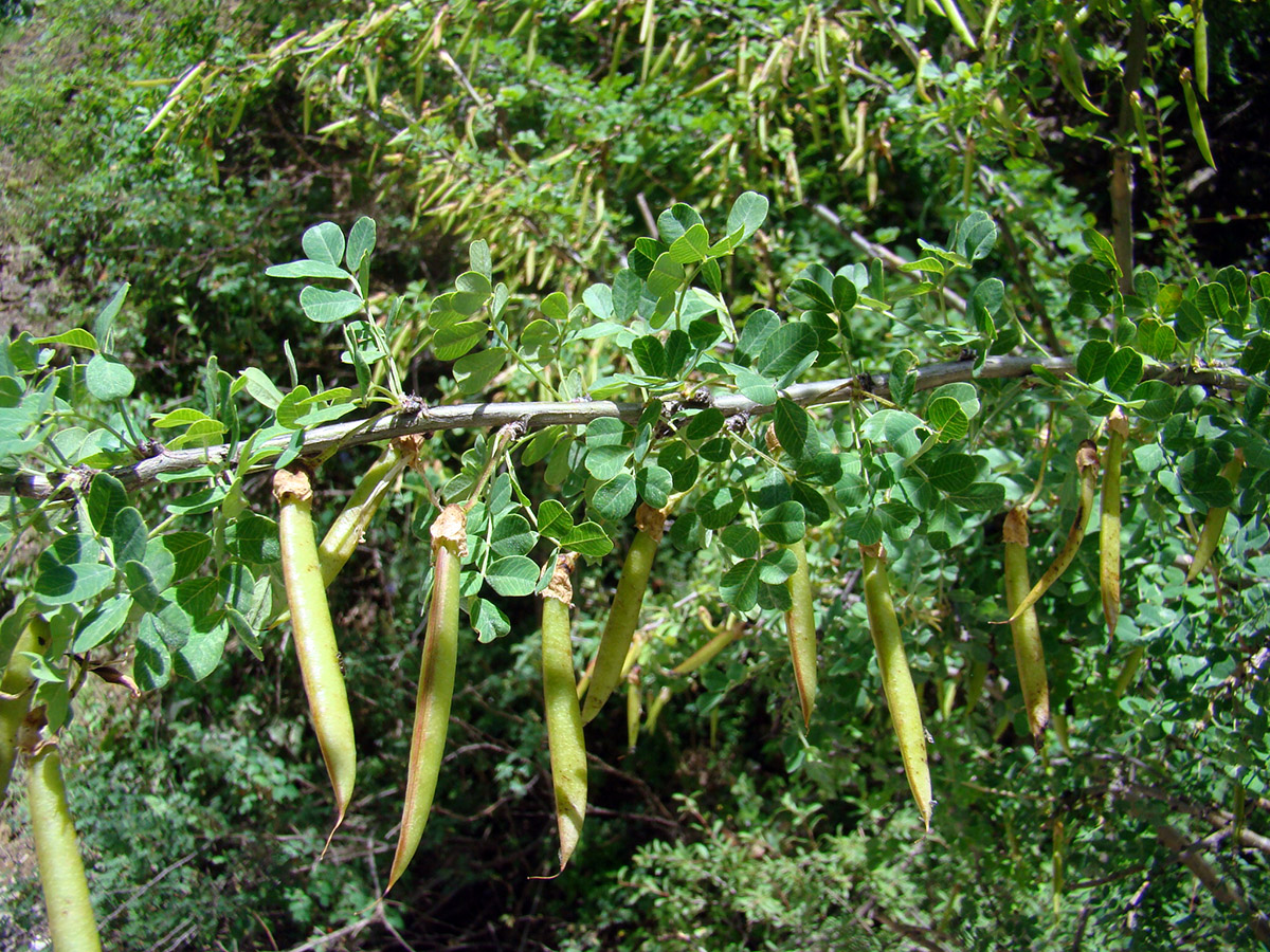 Image of Caragana turkestanica specimen.