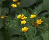 Ranunculus repens