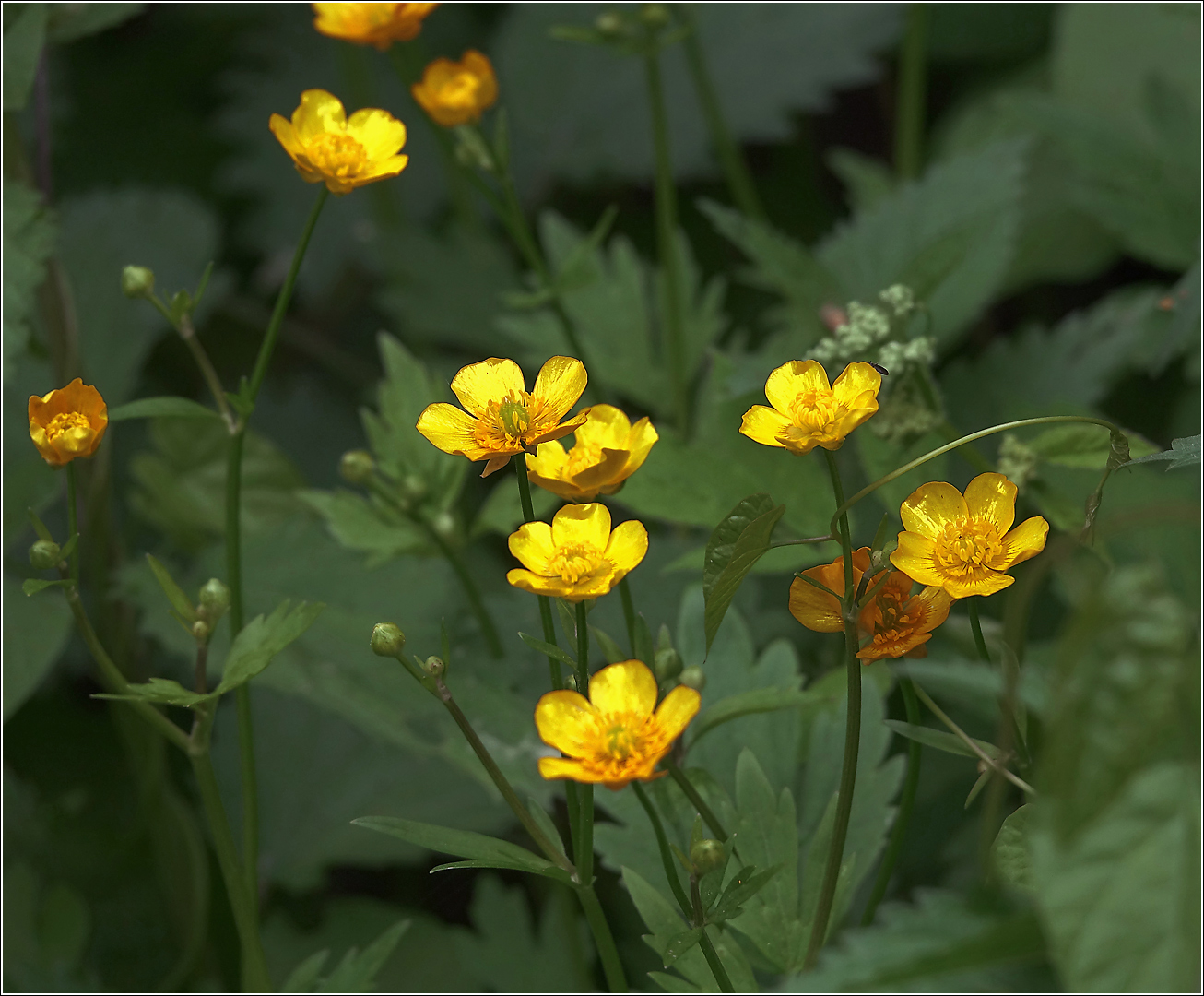 Image of Ranunculus repens specimen.