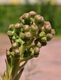 Sempervivum tectorum