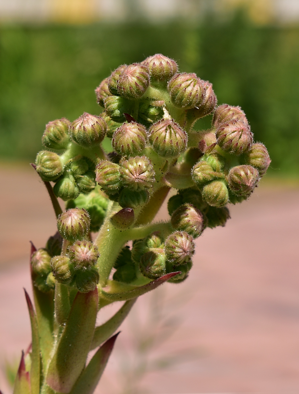 Изображение особи Sempervivum tectorum.