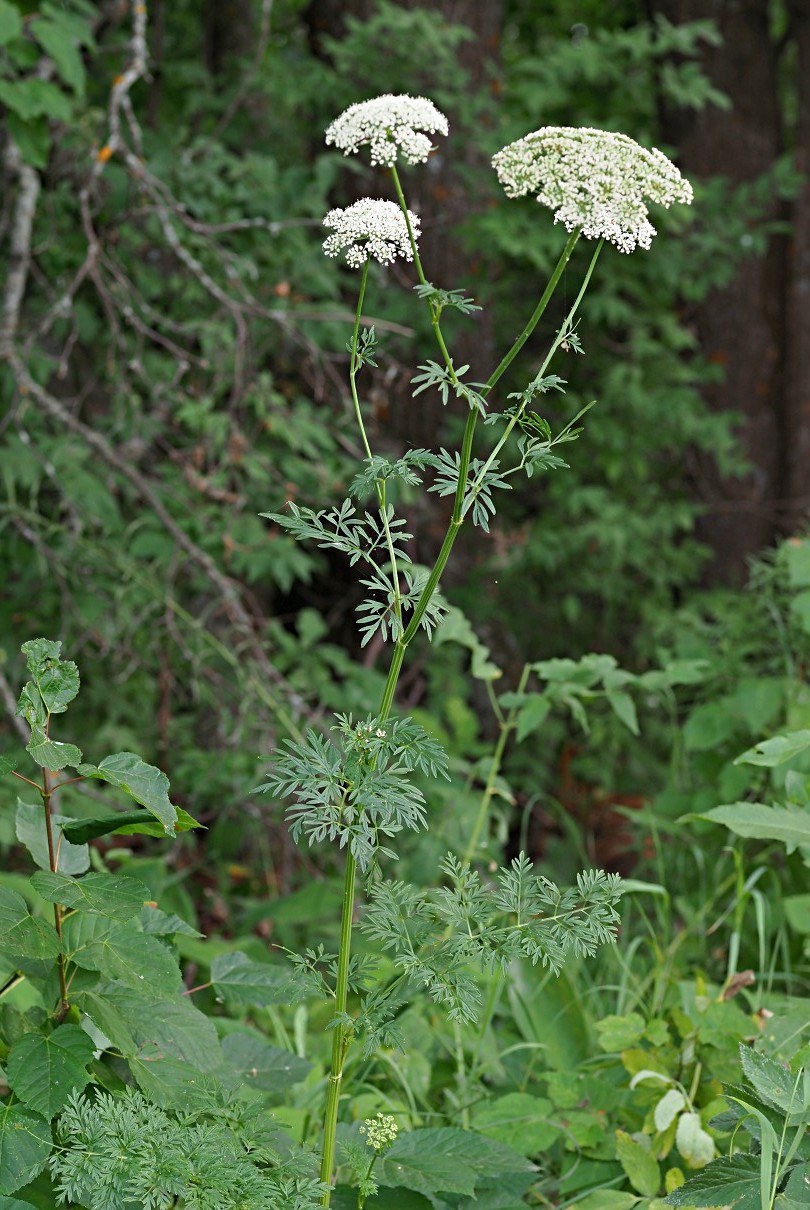 Изображение особи Selinum carvifolia.