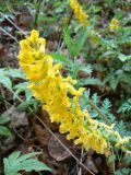 Corydalis speciosa