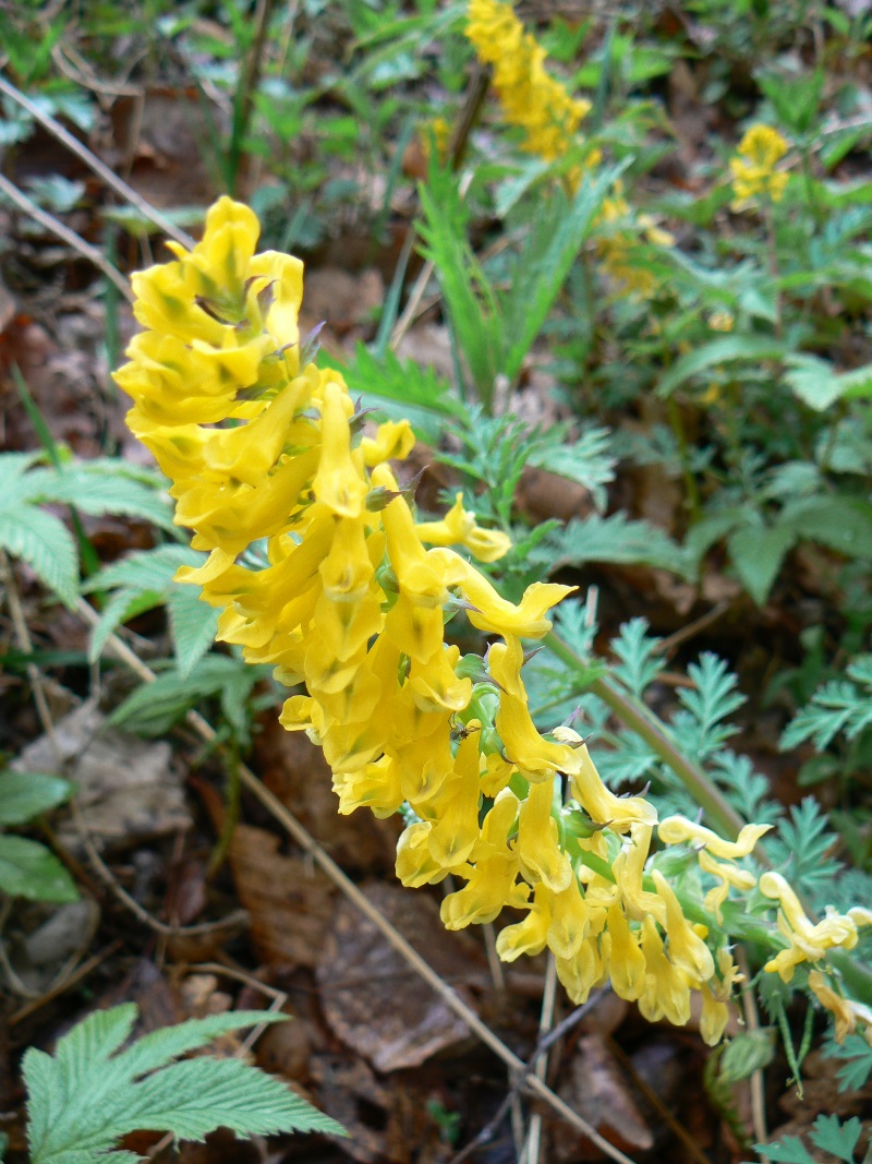 Изображение особи Corydalis speciosa.