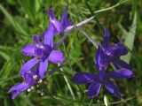 Delphinium consolida