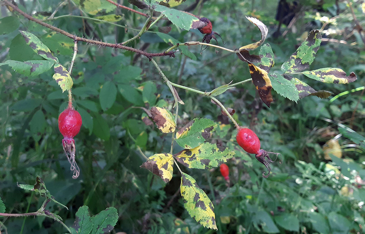 Image of genus Rosa specimen.