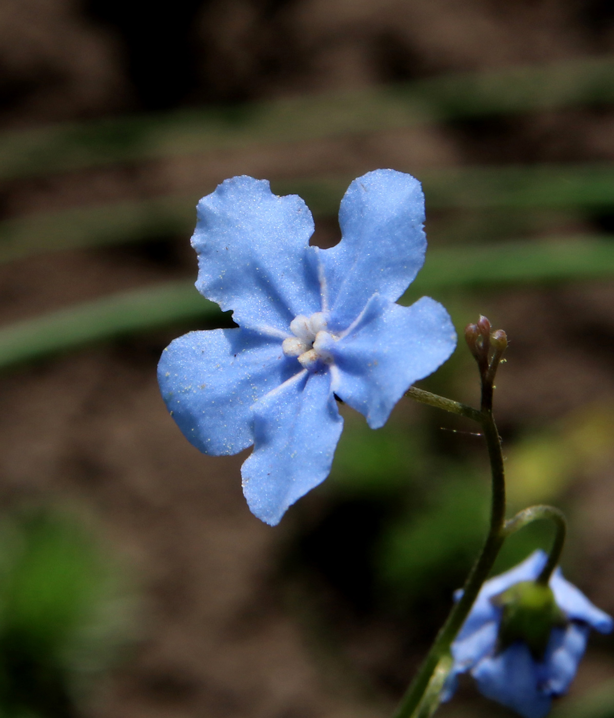 Изображение особи Omphalodes cappadocica.