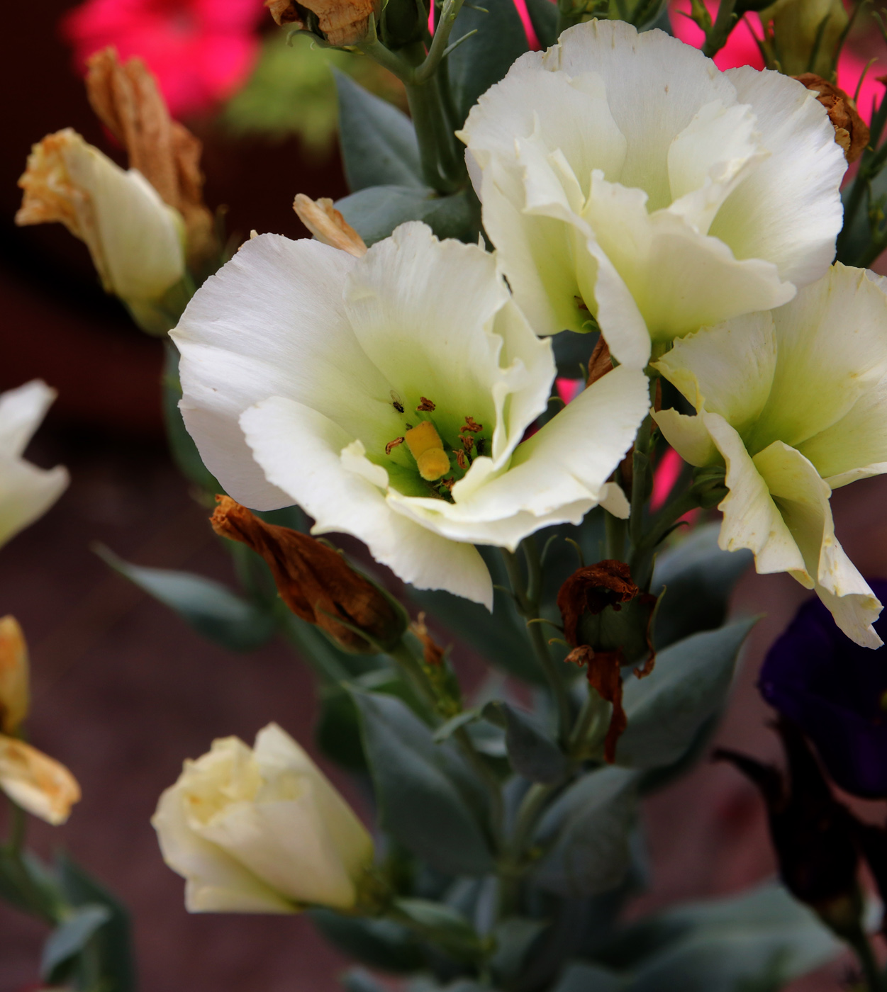 Image of Eustoma grandiflorum specimen.