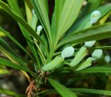 Podocarpus macrophyllus. Часть побега с незрелыми фруктификациями. Абхазия, г. Сухум, Сухумский ботанический сад, в культуре. Июль 2021 г.