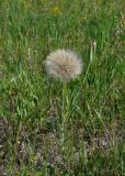 Tragopogon dubius