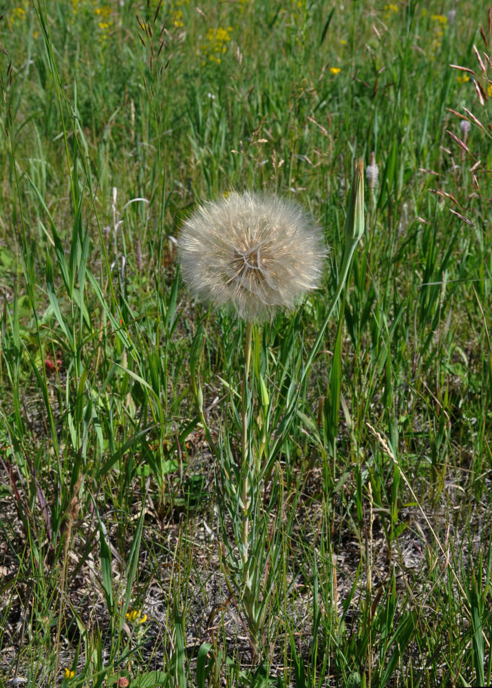 Image of Tragopogon dubius specimen.