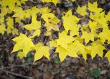 Acer cappadocicum