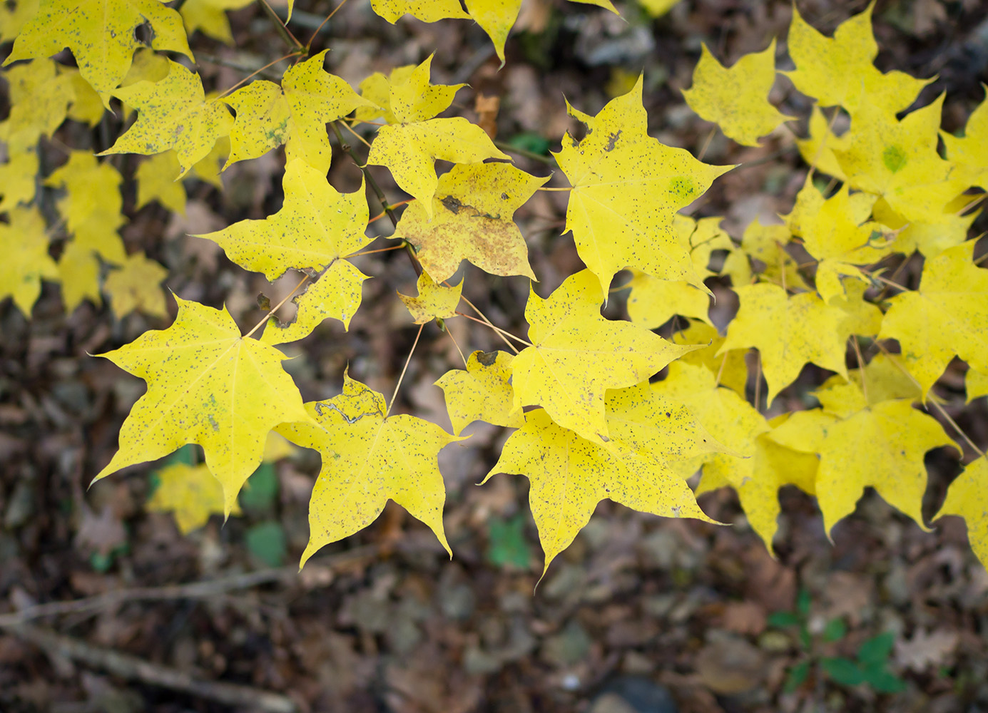 Image of Acer cappadocicum specimen.
