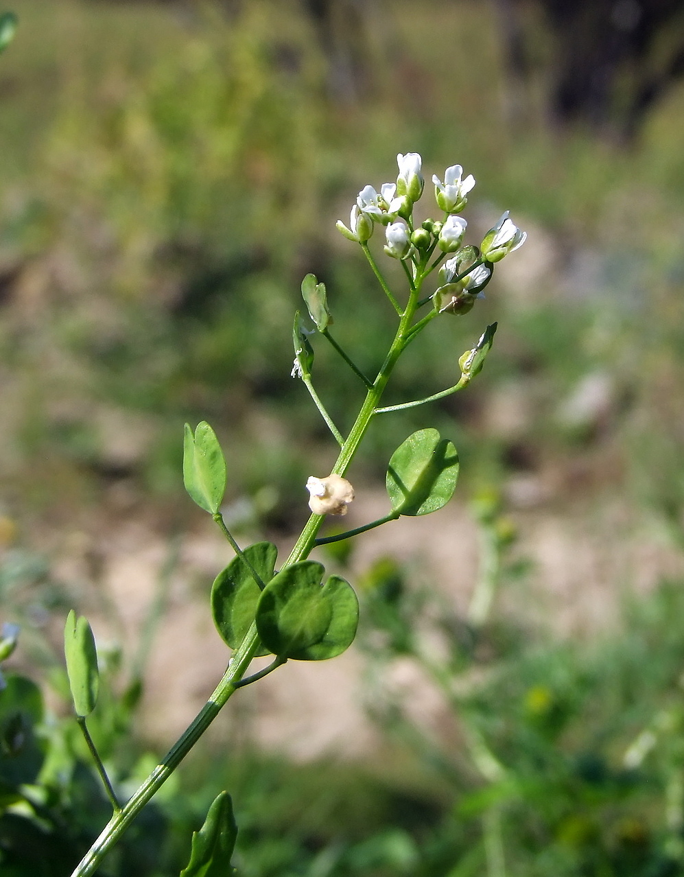 Image of Thlaspi arvense specimen.