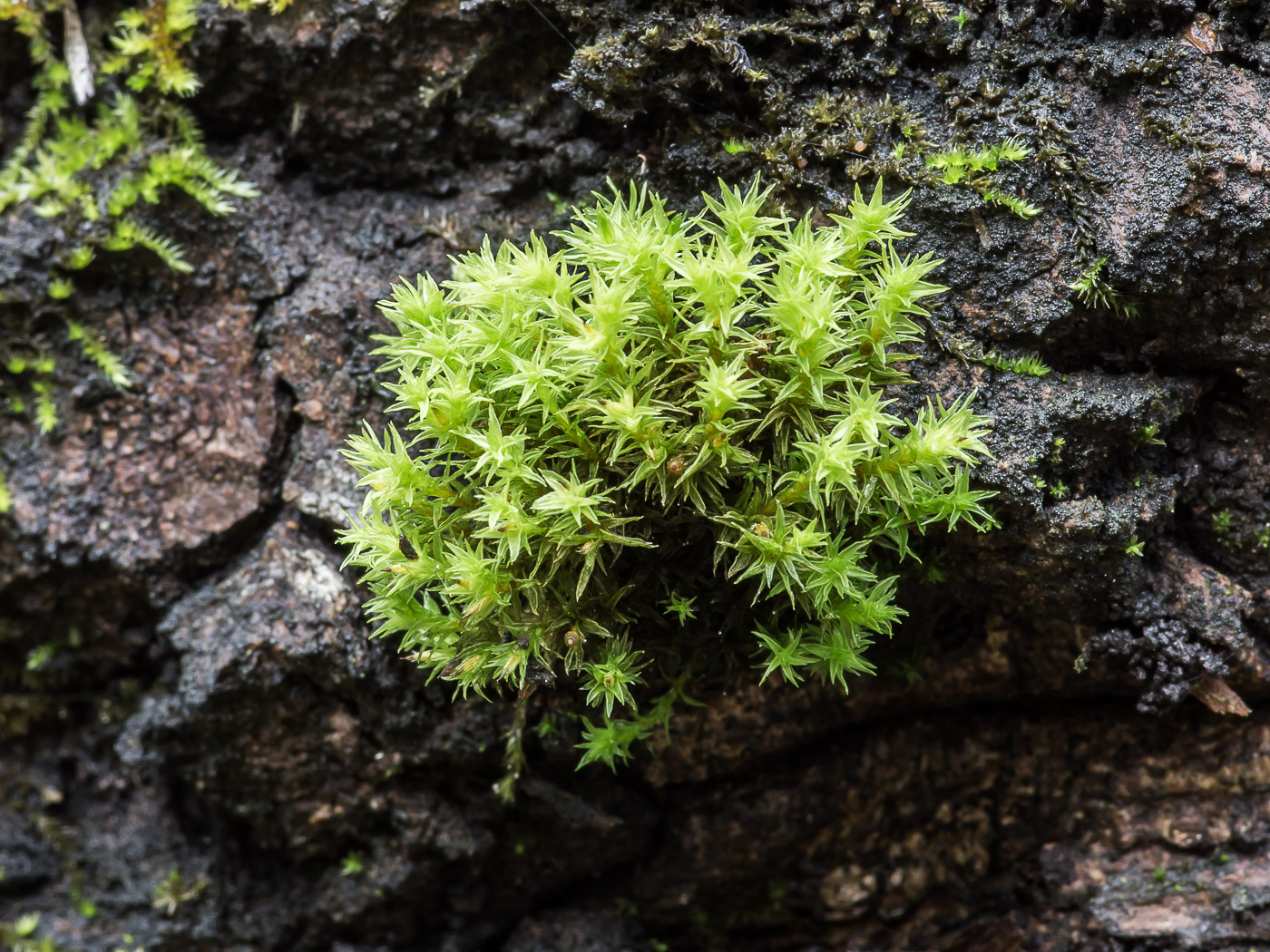 Изображение особи семейство Orthotrichaceae.