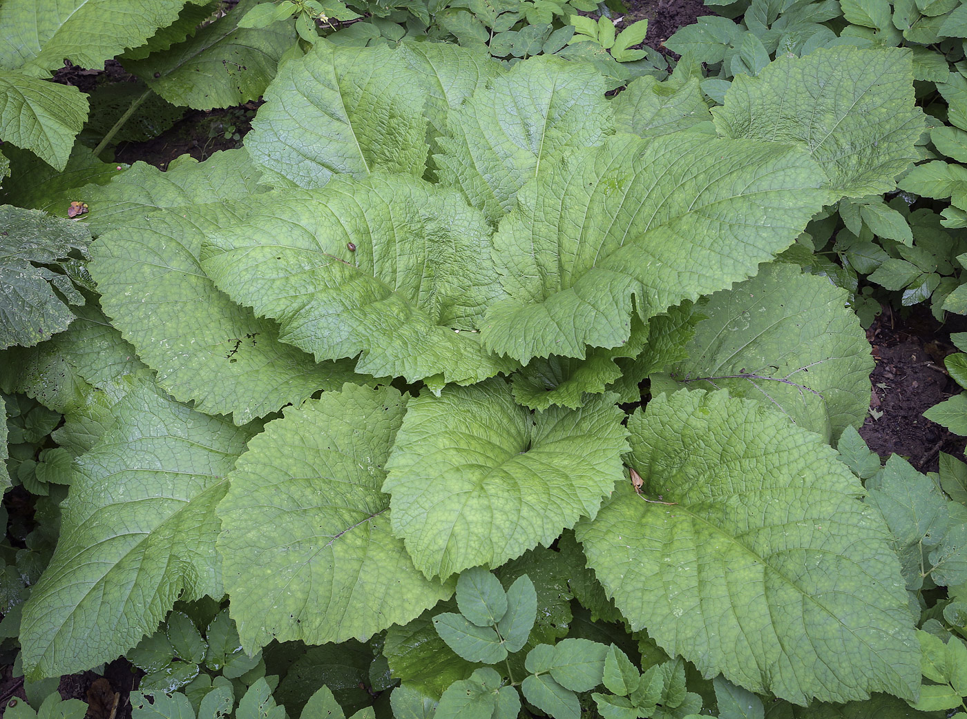 Изображение особи Telekia speciosa.