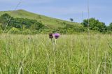 Cirsium maackii. Верхушка растения с соцветиями. Приморье, Хасанский р-н, п-ов Краббе, приморский луг. 25.07.2021.