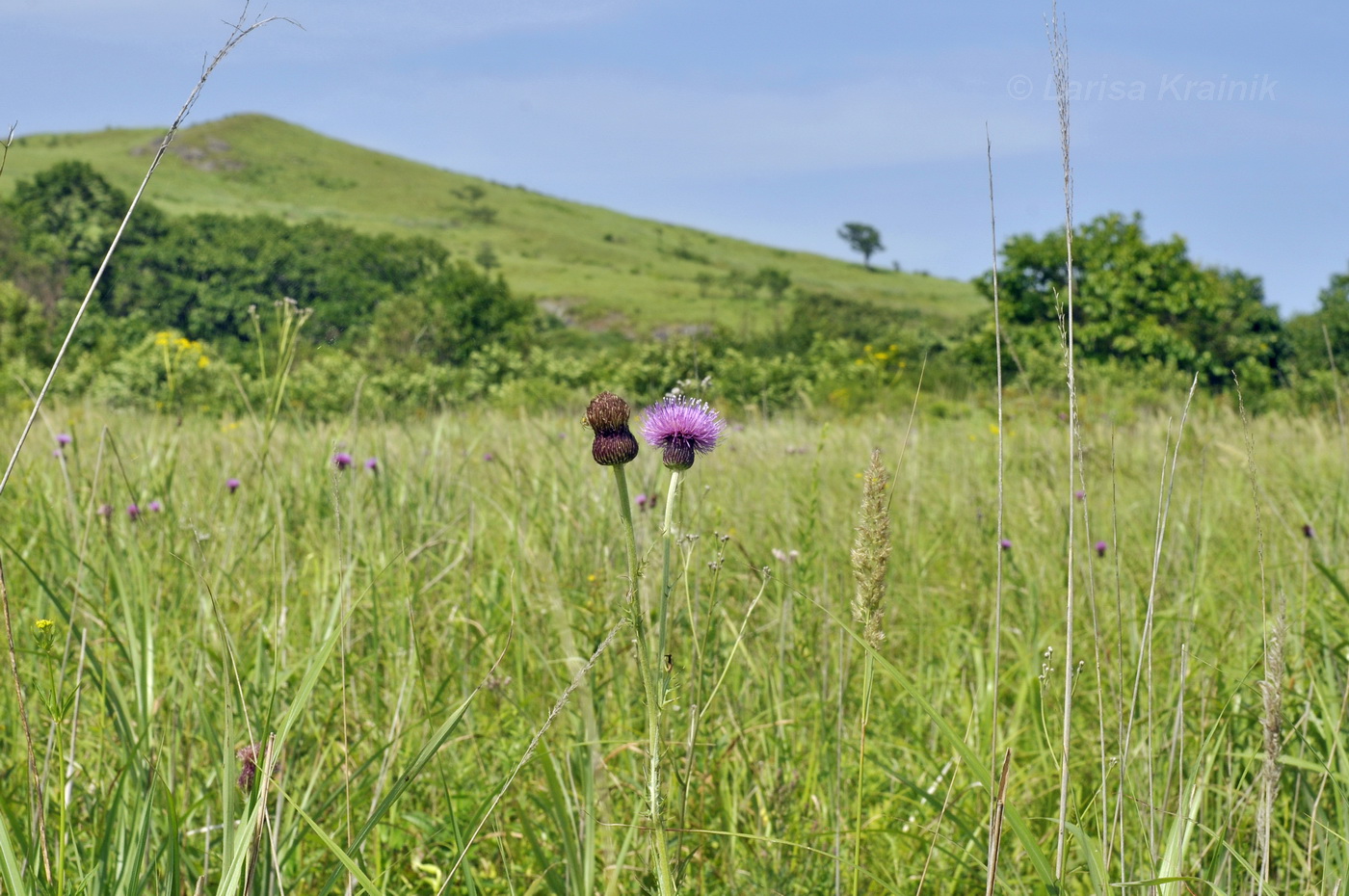 Image of Cirsium maackii specimen.