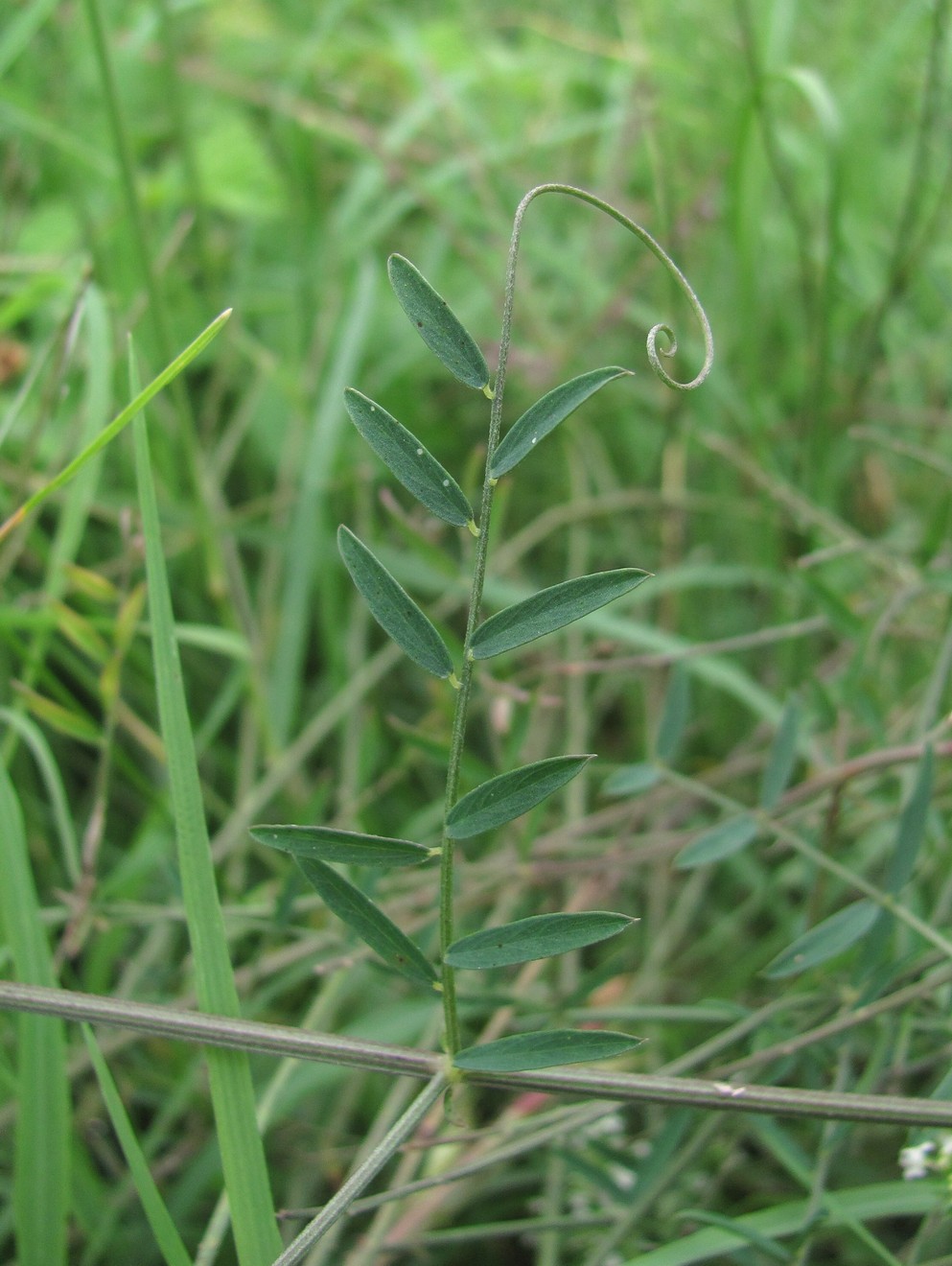 Image of genus Vicia specimen.