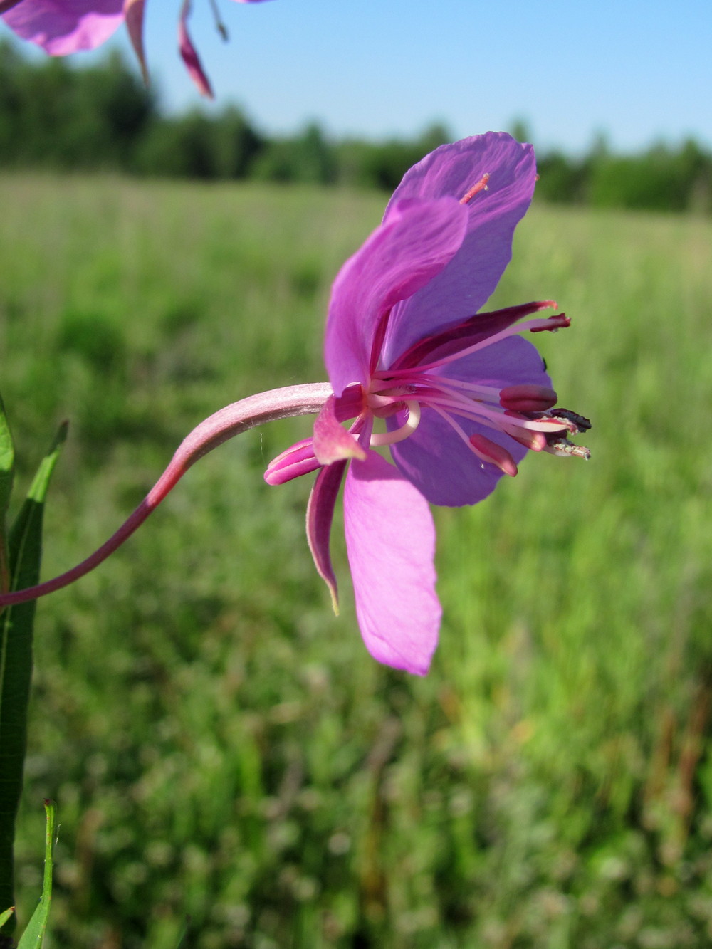 Image of Chamaenerion angustifolium specimen.