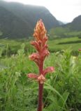 Orobanche bartlingii. Верхушка цветущего растения. Северная Осетия, Пригородный р-н, окр. с. Кобан, ок. 1200 м н.у.м., нагорный луг, паразитирует на Seseli libanotis. 14.06.2021.