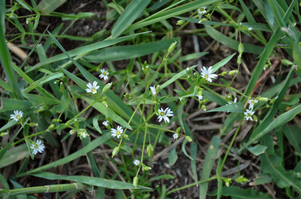 Image of Dichodon viscidum specimen.