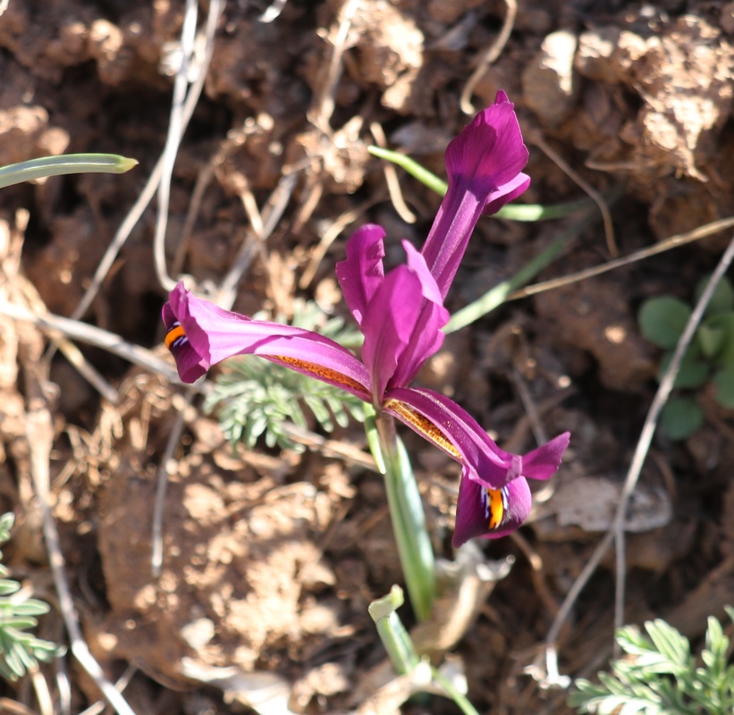 Image of Iridodictyum reticulatum specimen.