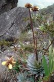 Orectanthe sceptrum. Цветущее растение. Венесуэла, штат Боливар, тепуи Рорайма, выс. ок. 2723 м н.у.м. 04.02.2007.