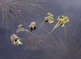 Caltha palustris