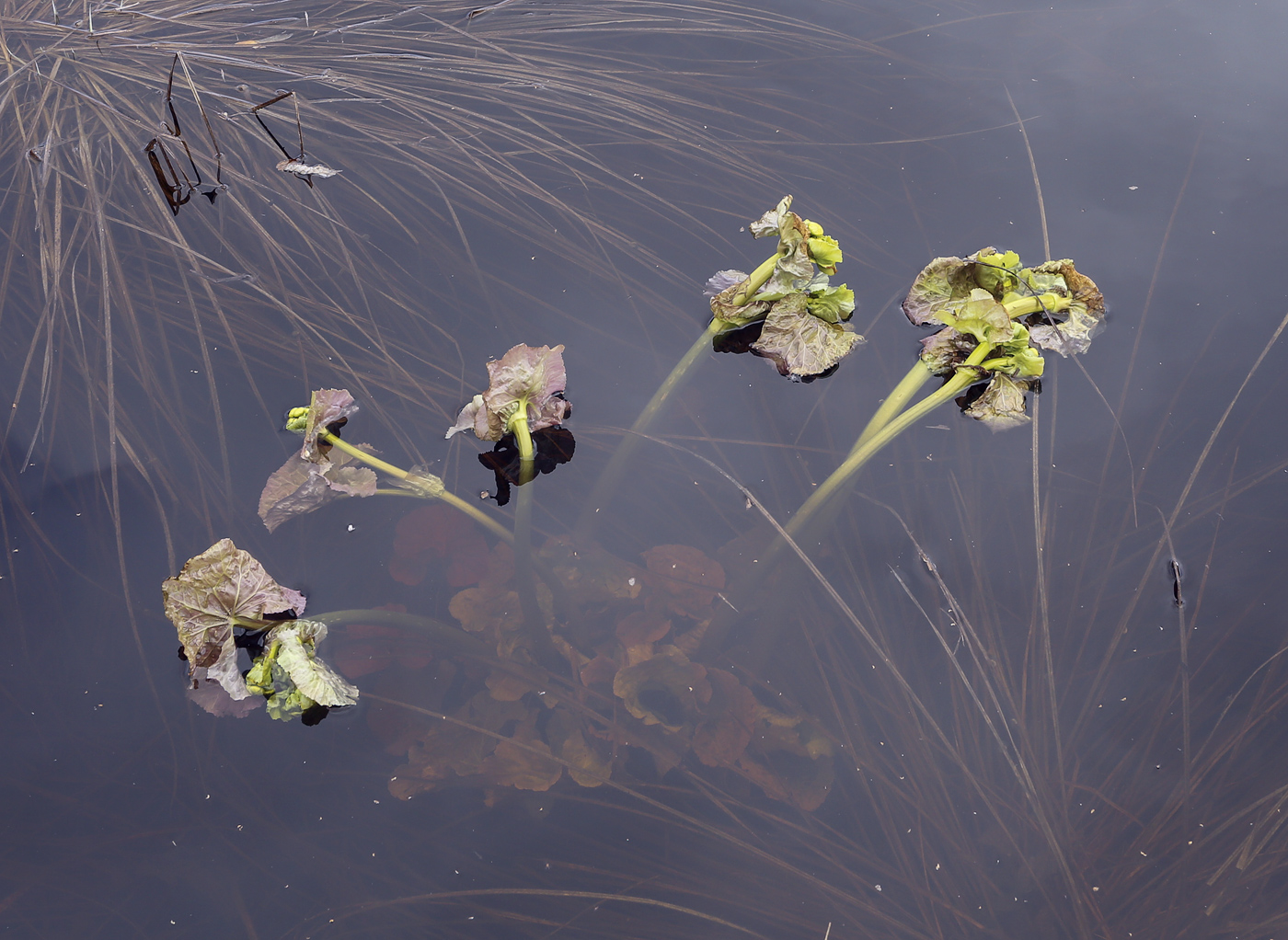 Image of Caltha palustris specimen.