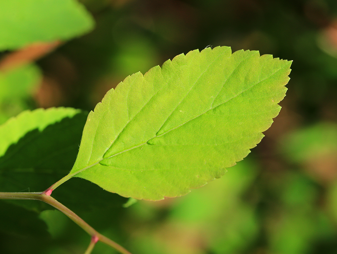 Image of Spiraea flexuosa specimen.