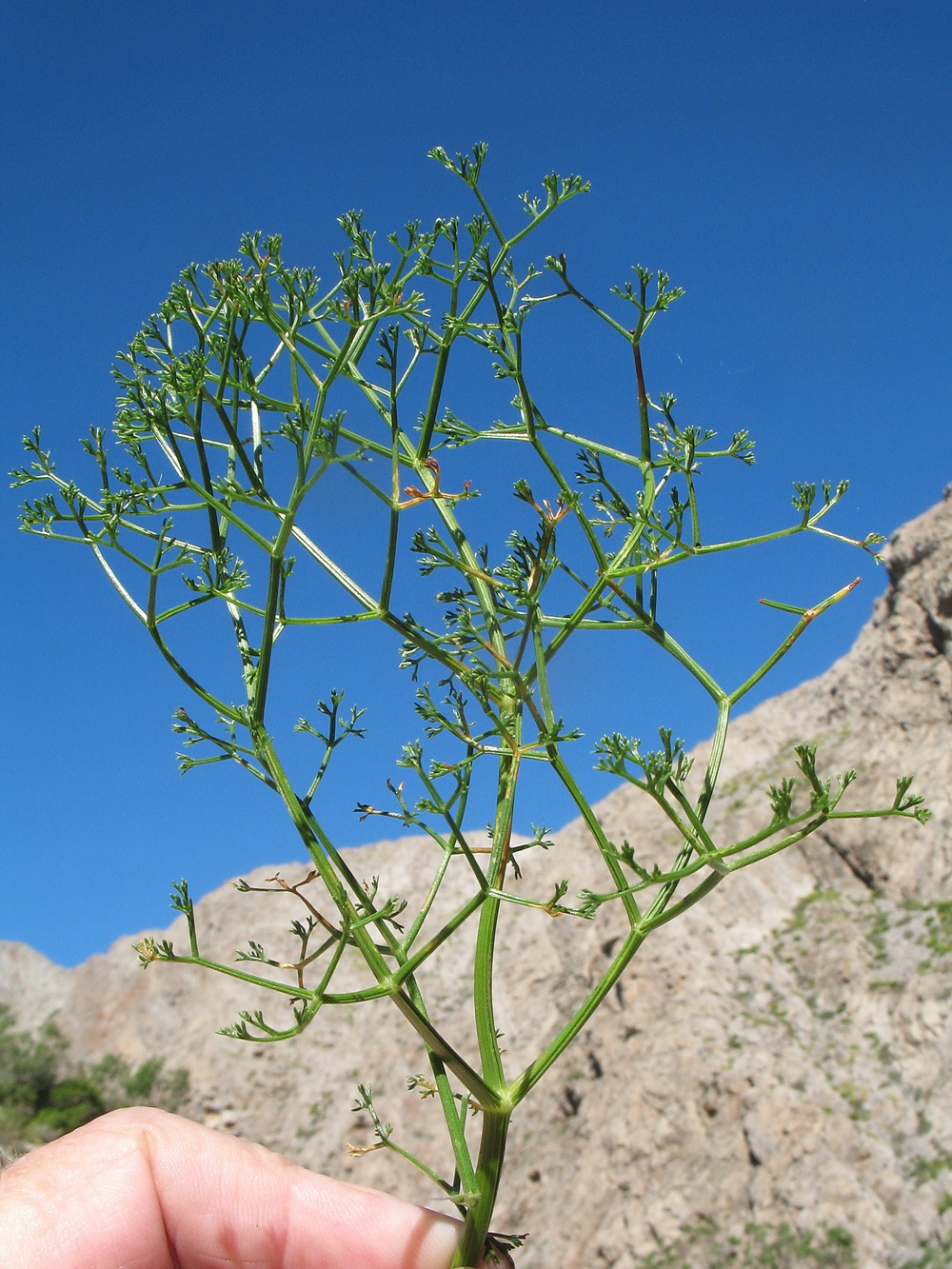 Изображение особи Ferula pachyphylla.